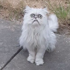 Meet your Posher, Todo